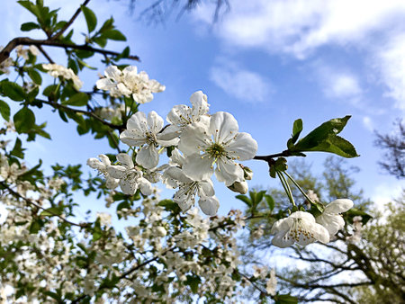 White flowers of a blossoming cherry tree on a background of blue sky