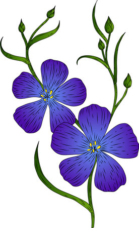 Illustration of a blue flax flower on a white background.のイラスト素材