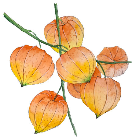 Watercolor orange physalis branch isolated on white background. hand drawn illustration.のイラスト素材