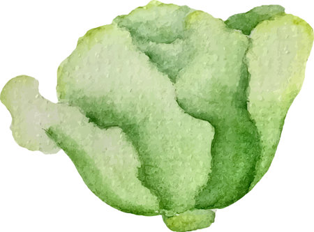 Illustration of a fresh green cauliflower on a white background.のイラスト素材