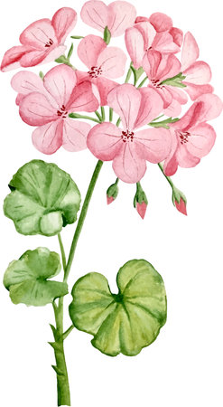 Watercolor geranium flowers on a white background. hand-drawn illustration.