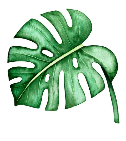 Tropical plant monstera leaf watercolor illustrationの写真素材