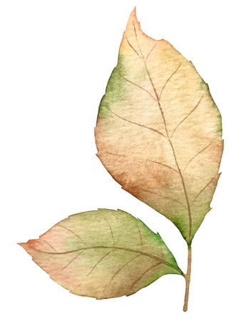 Autumn leaf watercolor botanical illustrationの写真素材