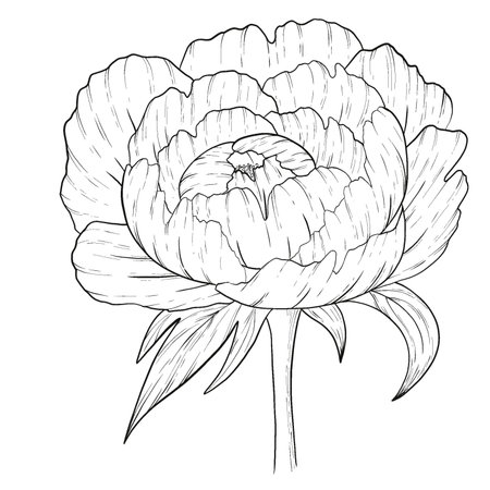 Peony flower. Black and white engraved ink art. Isolated peony illustration element on white background.の写真素材