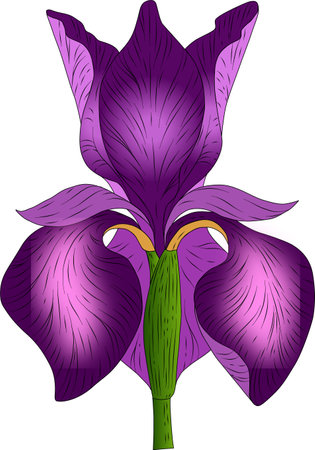 Illustration of a purple iris flower isolated on a white backgroundのイラスト素材