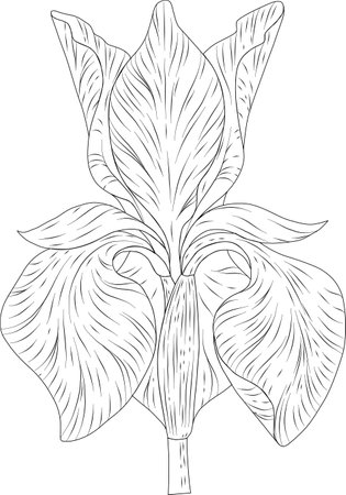 beautiful iris flower. Vector illustration ready for vinyl cutting.のイラスト素材