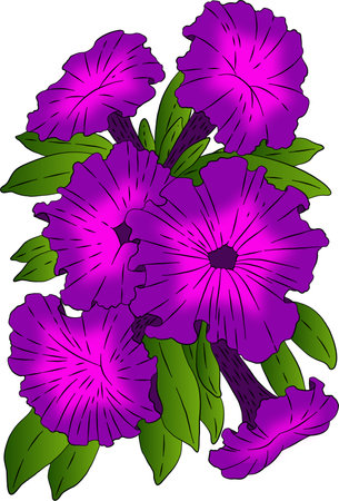 Purple petunia flowers on a white background. vector illustration.のイラスト素材