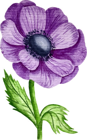 Watercolor purple anemone flower isolated on white background. hand drawn illustrationの写真素材