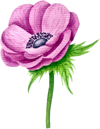 Watercolor illustration of anemone flower. isolated on white background.のイラスト素材