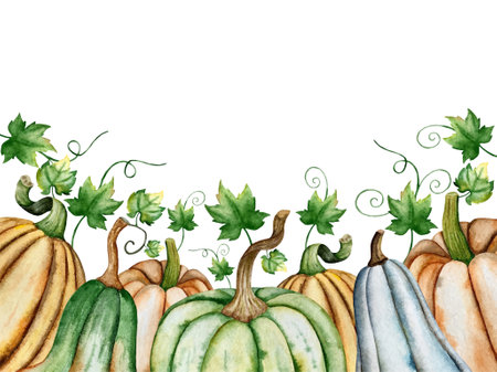 watercolor pumpkins on white background. Hand-drawn vector illustration.のイラスト素材