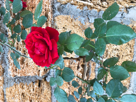 Red rose on the old wall in the garden. natural background.の写真素材