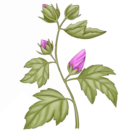 Illustration of hibiscus flowers on a white background.のイラスト素材