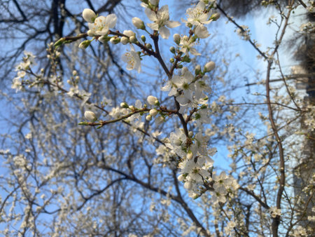 White flowers on the branches of a blossoming tree against the blue sky