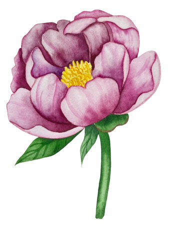 Pink garden flowers isolated on white background. Pink floral bouquet, burgundy peonies border. Summer design. Wedding invitationの写真素材