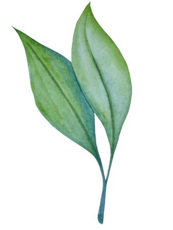 Watercolor green leaf isolated on white background. Hand drawn illustration.