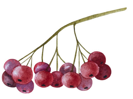 Hand paint watercolor autumn set of pumpkins, acorns, autumn leaves, mushrooms, rowan berryの写真素材