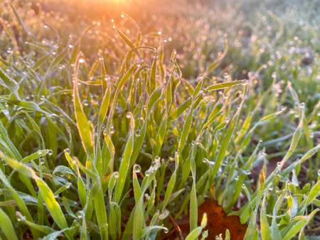 Morning dew on the grass in the rays of the setting sunの写真素材