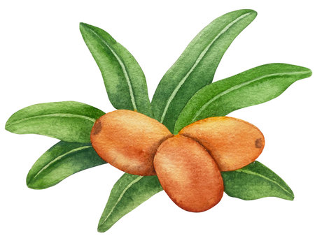 Watercolor Illustration of Sea Buckthorn Branch with Ripe Berries and Green Leaves on white Background, Watercolor Clipart Illustration for packaging and food design.のイラスト素材
