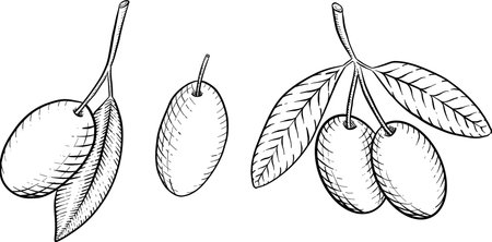 Set of hand drawn Italian food. Black and white vector illustration.のイラスト素材