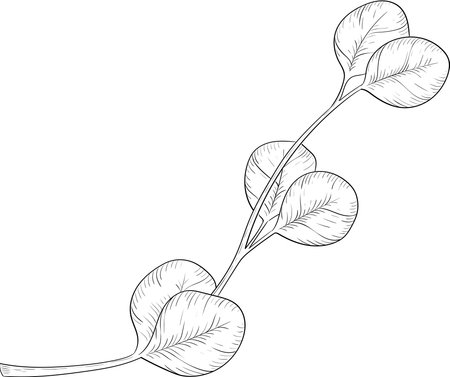 Eucalyptus branch. Black and white engraved ink art. Isolated eucalyptus illustration element on white background.のイラスト素材