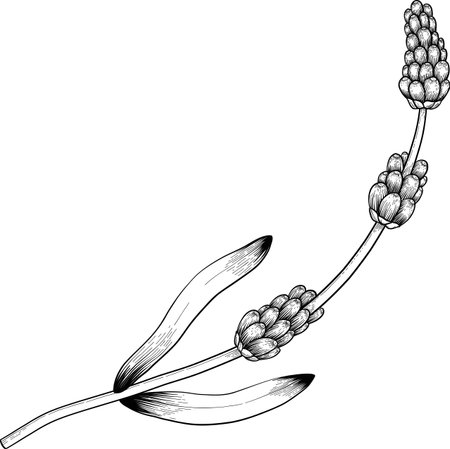 Engraving botanical sketch of lavender, hand-drawn vector with black ink on white paper, naturalistic detail and delicate lineworkのイラスト素材