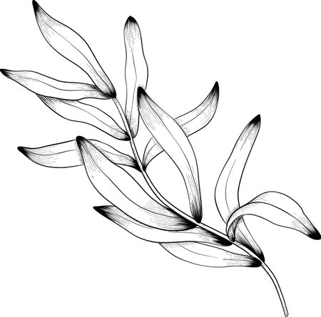 Engraving botanical sketch of lavender, hand-drawn vector with black ink on white paper, naturalistic detail and delicate lineworkのイラスト素材