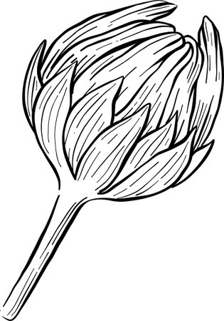 Medicinal plants for Herbal homemade organic tincture. Alternative medicine, herbal collection. Hand drawn ink style vector illustrationのイラスト素材