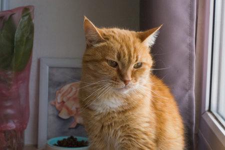 Portrait of tabby ginger cat. Adorable pet posing. Cute domestic animal, natural light.
