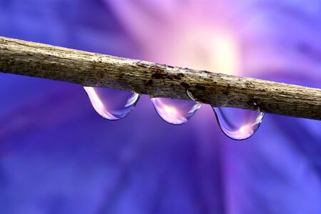 Branch with three drops. Diffuse background of a purple flower.の写真素材