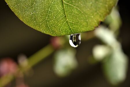 Green leaf with a drop of dew. Black diffuse background.の写真素材