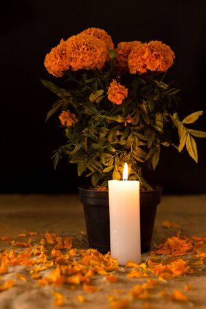 Day of the dead, cempasuchil flower in pot, in front of a lit candle, dark diffuse backgroundの写真素材