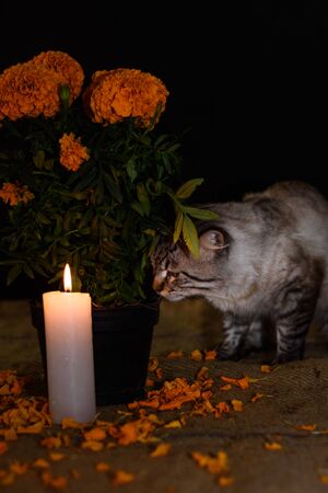 Day of the dead, Cat experiencing new surroundings smelling a pot with cempasuchil flower, adorned with lit candle. Diffuse backgroundの写真素材