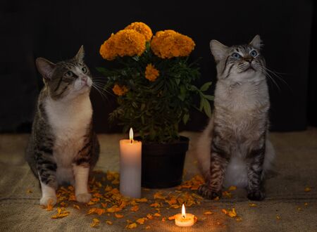 pot with cempasuchil flower, domestic cats on the sides, with ornate candles.の写真素材