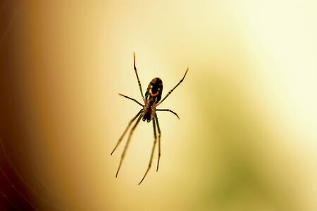 arachnid with diffuse background, orange tonesの写真素材
