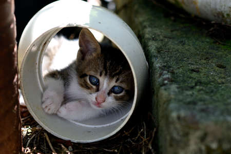 Cat resting on a pvc pipe taking cover from the sunの写真素材