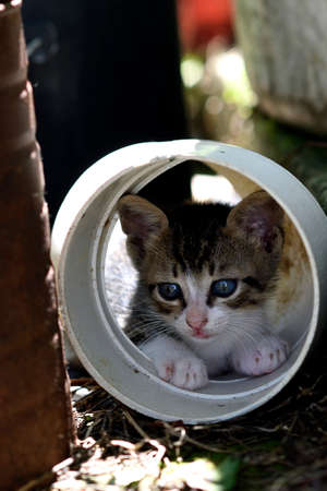 Cat resting on a pvc pipe taking cover from the sunの写真素材