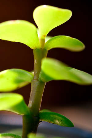 tree of plenty in full growth in a plastic pot, diffuse backgroundの写真素材