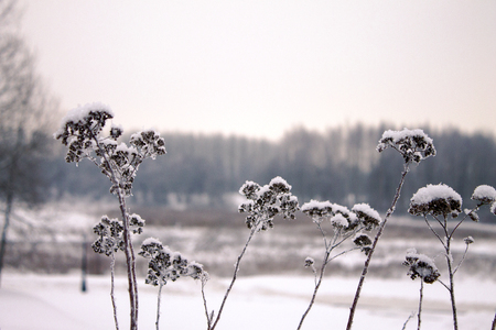 Winter landscape in the city park,trees in the snow, the branches covered with frost.の写真素材