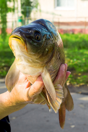 Carp (fish) in hands. For sale,Fish farming, farm for the breeding of carpの写真素材