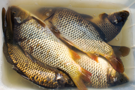 Carp (fish) in hands. For sale,Fish farming, farm for the breeding of carpの写真素材