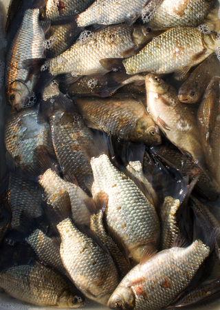 Carp (fish) in hands. For sale,Fish farming, farm for the breeding of carpの写真素材