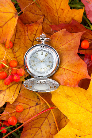 Background with the old pocket watch, hours on maple leaves, nearby a bright mountain ashの写真素材