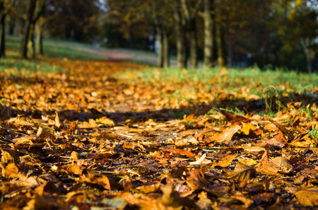 Autumn atmosphere at a leafy alley.Background photo of fall,macro photo of a fallen leaves in autumnの写真素材
