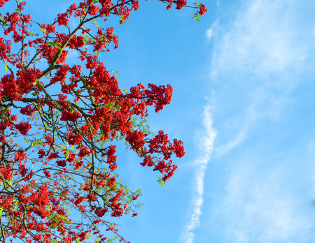Autumn mountain ash against the background of the blue sky, a natural lookの写真素材