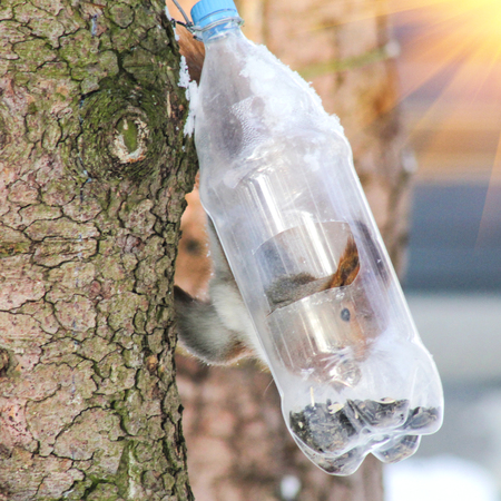 wild squirrel feeds on cold winterの写真素材