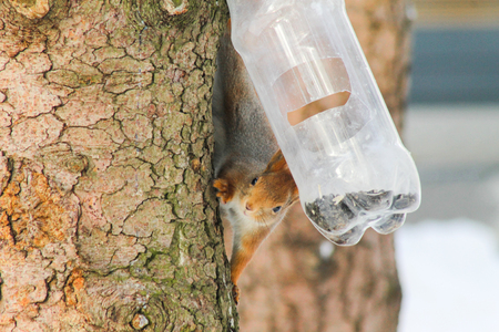 wild squirrel feeds on cold winterの写真素材