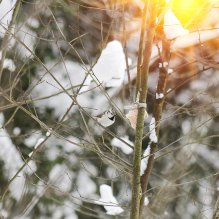 wild bird eats cold winterの写真素材
