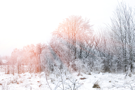 Winter landscape. Sunny day in the country.の写真素材