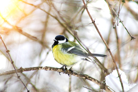 wild bird eats cold winterの写真素材
