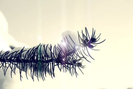  Winter photos, instagram effect of soft lightの写真素材
